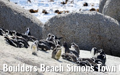 Boulders Beach Simons Town 06.02.2026