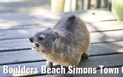 Boulders Beach Simons Town 06.02.2026