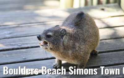 Boulders Beach Simons Town 06.02.2026