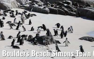 Boulders Beach Simons Town 06.02.2026