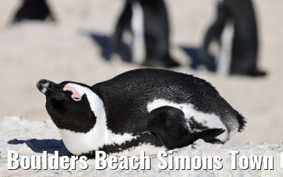 Boulders Beach Simons Town 06.02.2026
