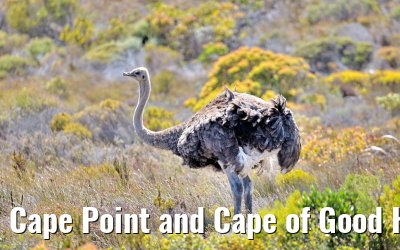 Cape Point and Cape of Good Hope 08.02.2026