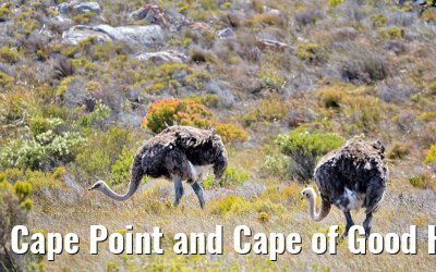 Cape Point and Cape of Good Hope 08.02.2026