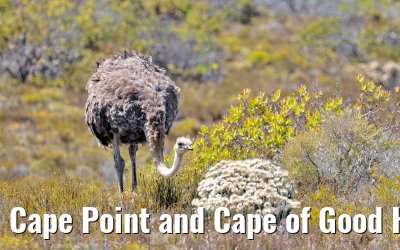 Cape Point and Cape of Good Hope 08.02.2026