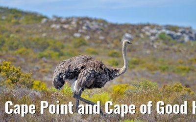 Cape Point and Cape of Good Hope 08.02.2026