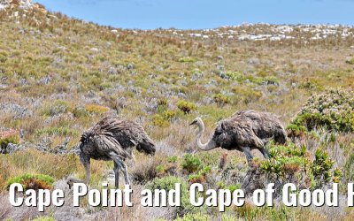 Cape Point and Cape of Good Hope 08.02.2026