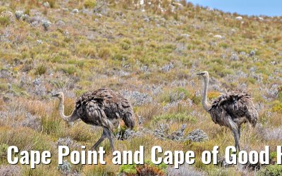 Cape Point and Cape of Good Hope 08.02.2026