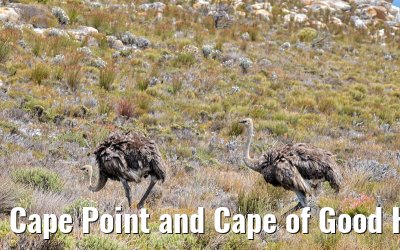 Cape Point and Cape of Good Hope 08.02.2026