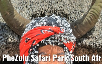 PheZulu Safari Park South Africa
