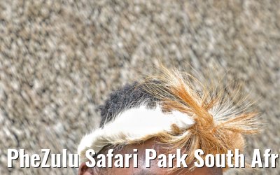 PheZulu Safari Park South Africa