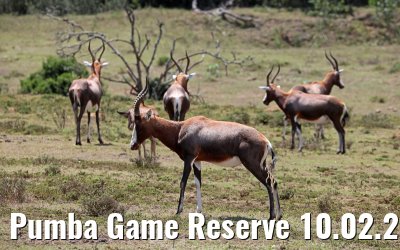 Pumba Game Reserve 10.02.2026