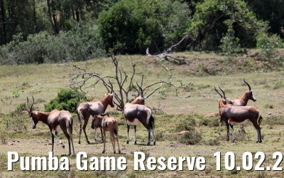 Pumba Game Reserve 10.02.2026