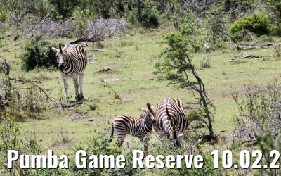 Pumba Game Reserve 10.02.2026