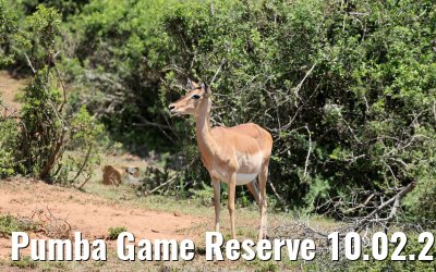 Pumba Game Reserve 10.02.2026