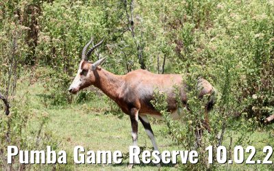 Pumba Game Reserve 10.02.2026
