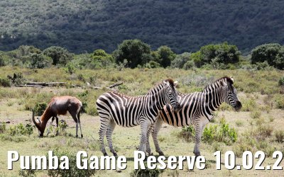 Pumba Game Reserve 10.02.2026