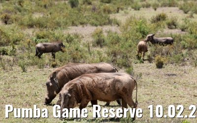 Pumba Game Reserve 10.02.2026