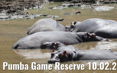 Pumba Game Reserve 10.02.2026