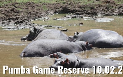 Pumba Game Reserve 10.02.2026