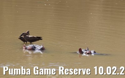 Pumba Game Reserve 10.02.2026