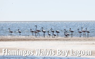Flamingos Walvis Bay Lagoon
