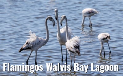 Flamingos Walvis Bay Lagoon