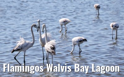 Flamingos Walvis Bay Lagoon