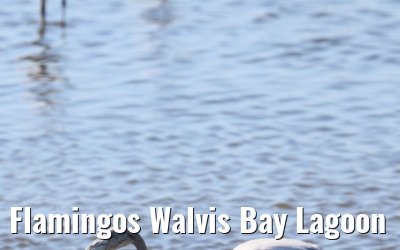 Flamingos Walvis Bay Lagoon
