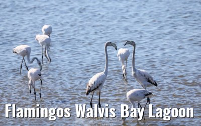 Flamingos Walvis Bay Lagoon