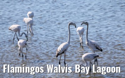 Flamingos Walvis Bay Lagoon