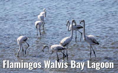 Flamingos Walvis Bay Lagoon