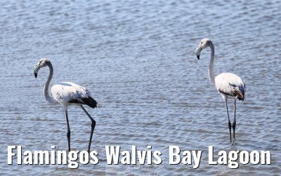 Flamingos Walvis Bay Lagoon