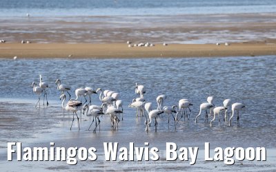 Flamingos Walvis Bay Lagoon
