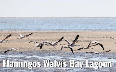 Flamingos Walvis Bay Lagoon