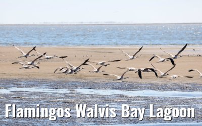 Flamingos Walvis Bay Lagoon
