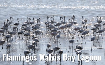 Flamingos Walvis Bay Lagoon