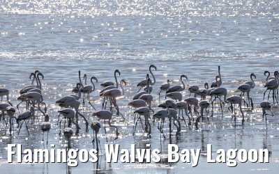 Flamingos Walvis Bay Lagoon