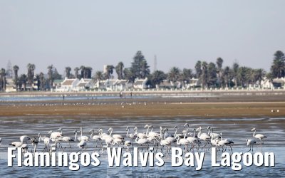 Flamingos Walvis Bay Lagoon
