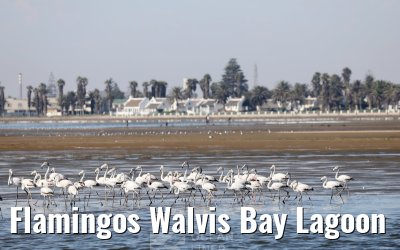 Flamingos Walvis Bay Lagoon