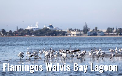 Flamingos Walvis Bay Lagoon