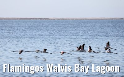 Flamingos Walvis Bay Lagoon