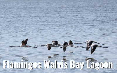 Flamingos Walvis Bay Lagoon