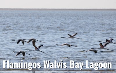 Flamingos Walvis Bay Lagoon