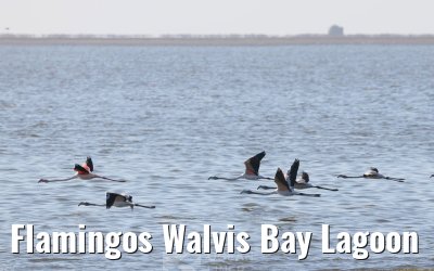Flamingos Walvis Bay Lagoon
