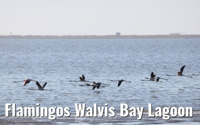 Flamingos Walvis Bay Lagoon