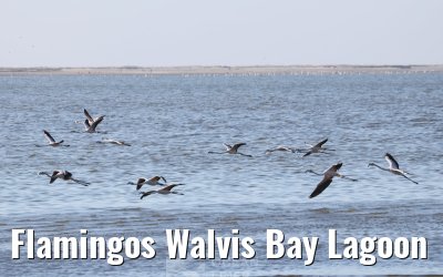 Flamingos Walvis Bay Lagoon