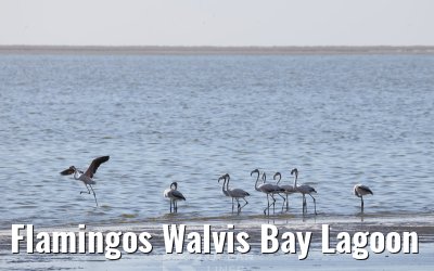 Flamingos Walvis Bay Lagoon