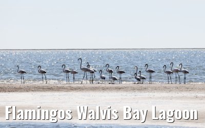 Flamingos Walvis Bay Lagoon