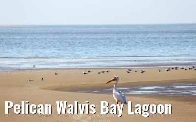 Pelican Walvis Bay Lagoon