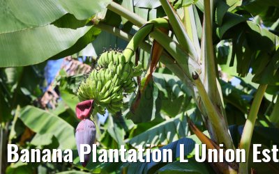 Banana Plantation L Union Estate La Digue 05.02.2024